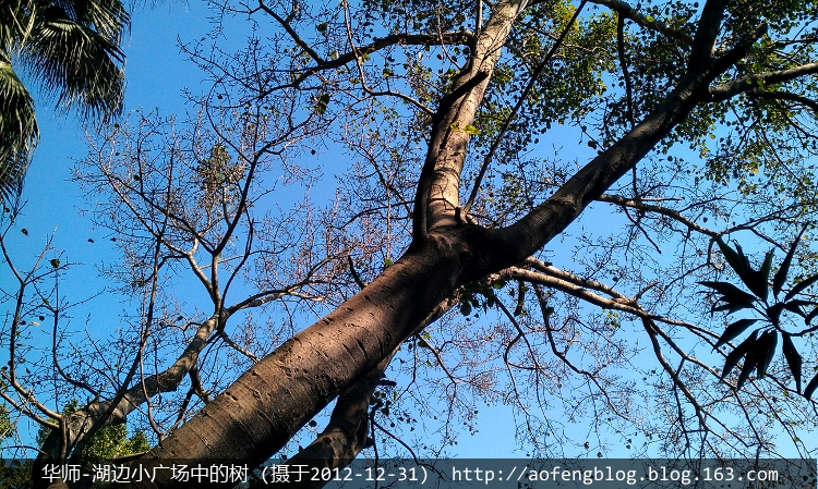 2012-华师湖边小广场上的树